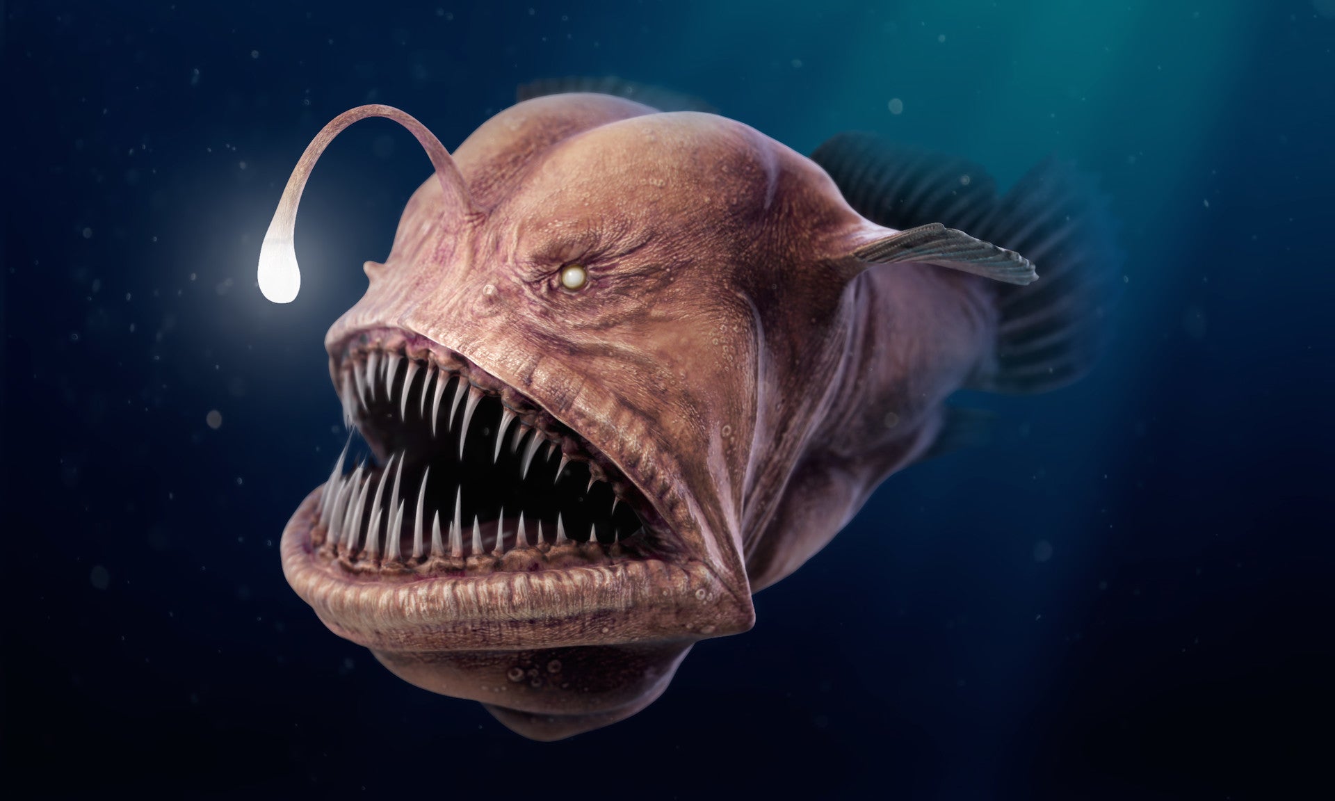 Angler Fish