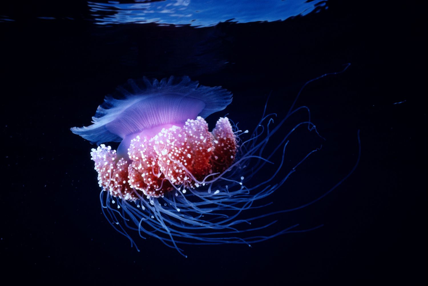 26-facts-about-bioluminescence