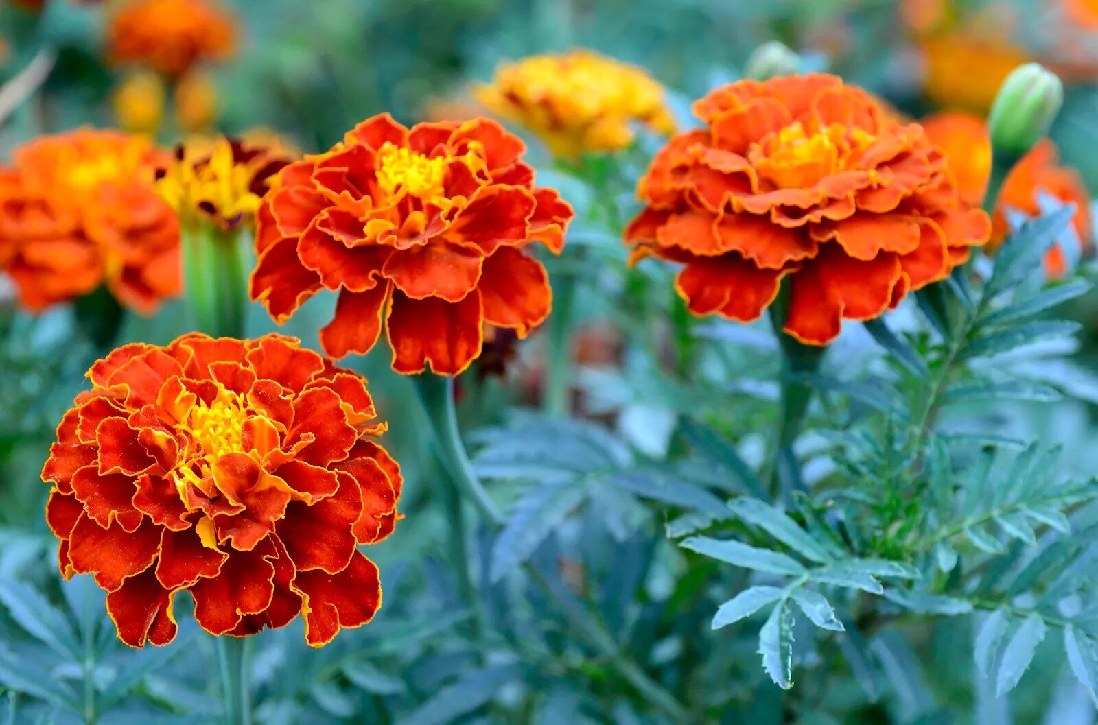 26-facts-about-marigold