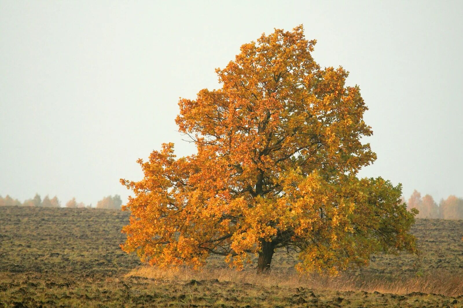 26-facts-about-oak