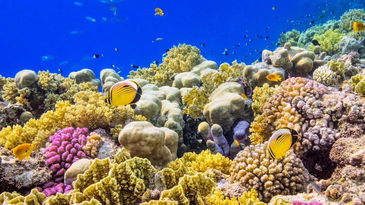 27-facts-about-coral-reefs