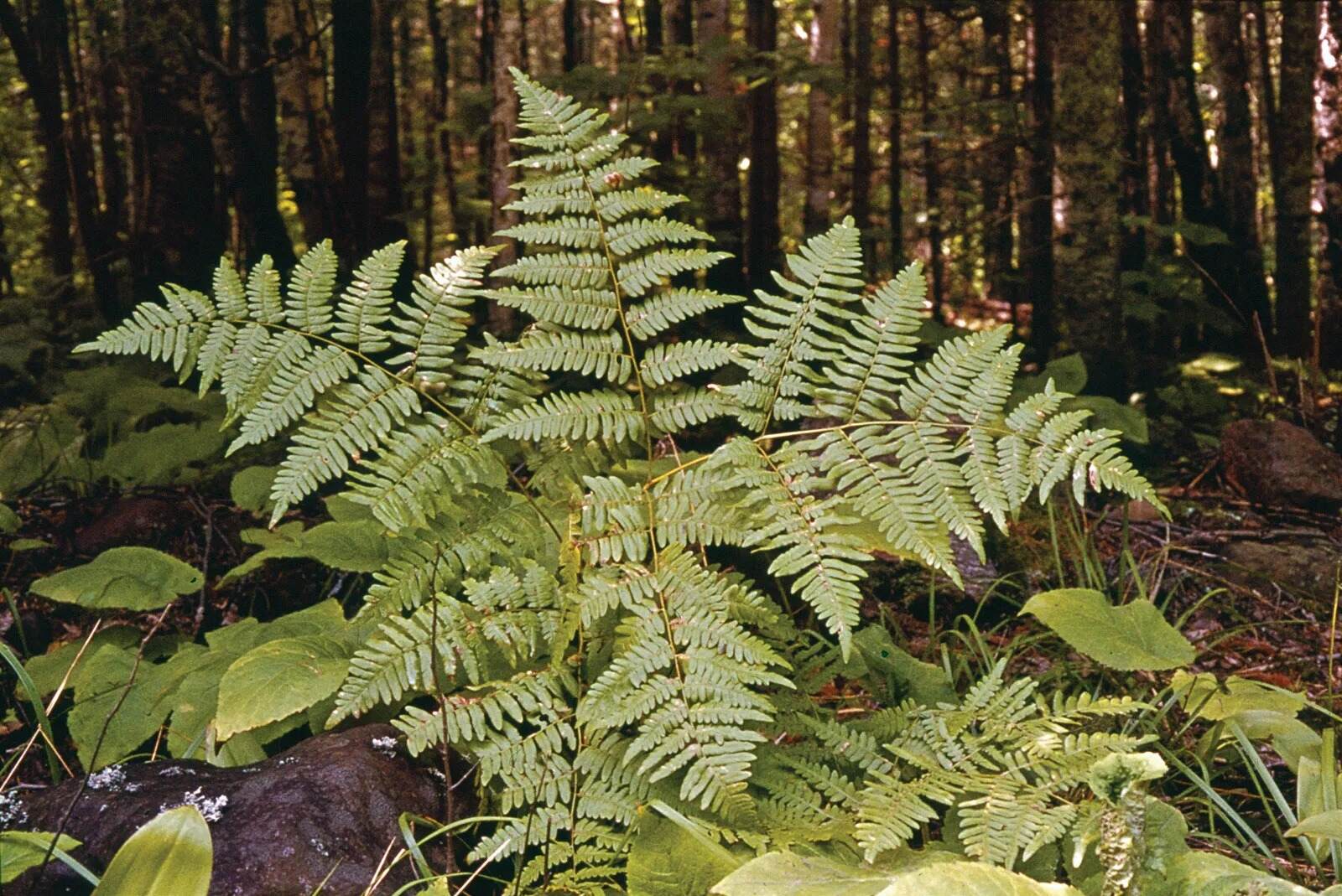 27-facts-about-fern