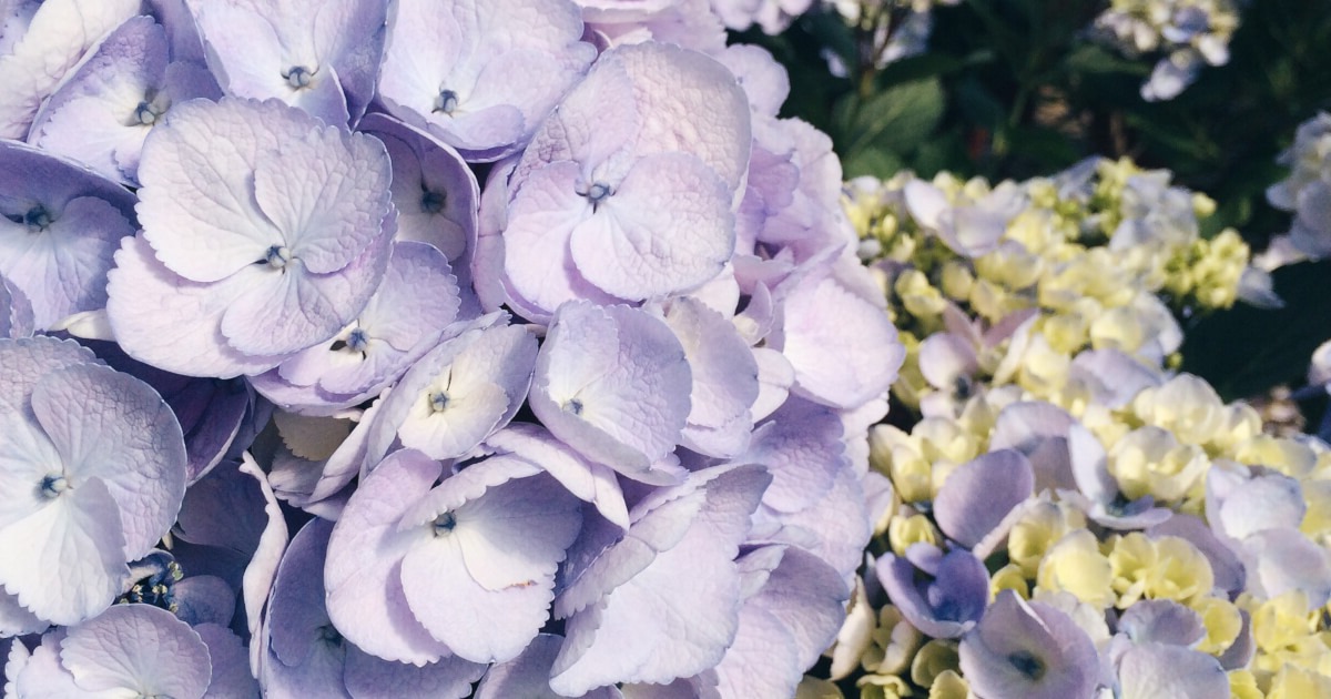 27-facts-about-hydrangea