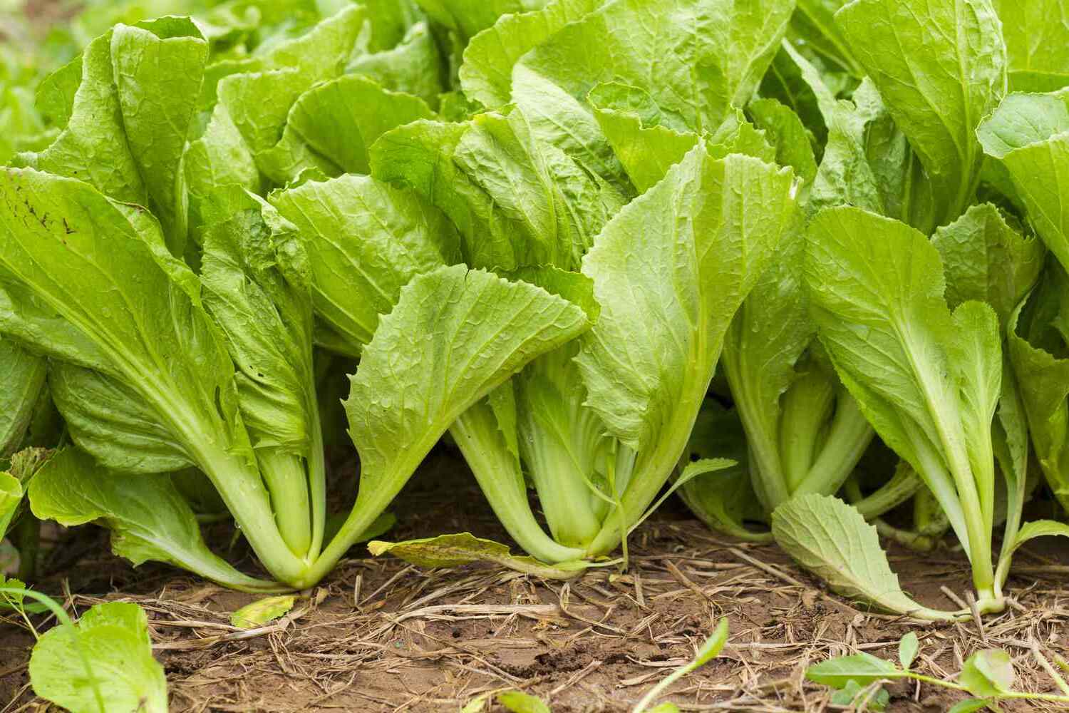 27-facts-about-leafy-greens