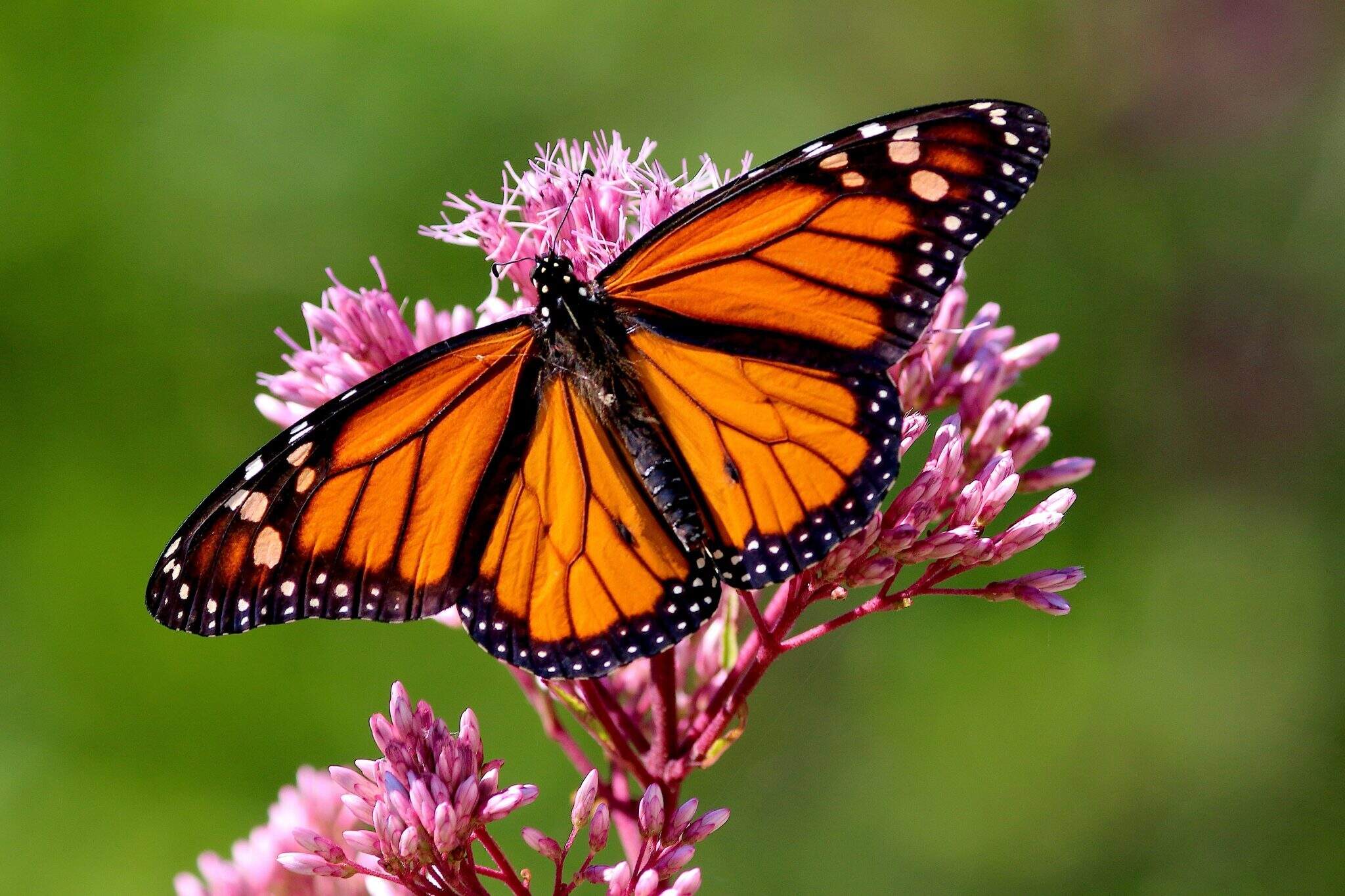 28-facts-about-butterflies