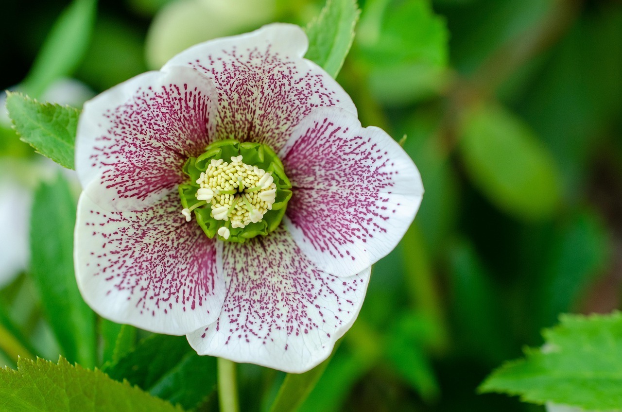 28-facts-about-hellebore