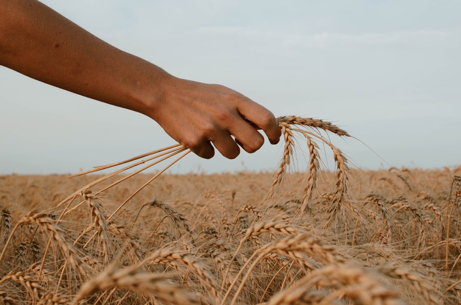 29-facts-about-harvest-time