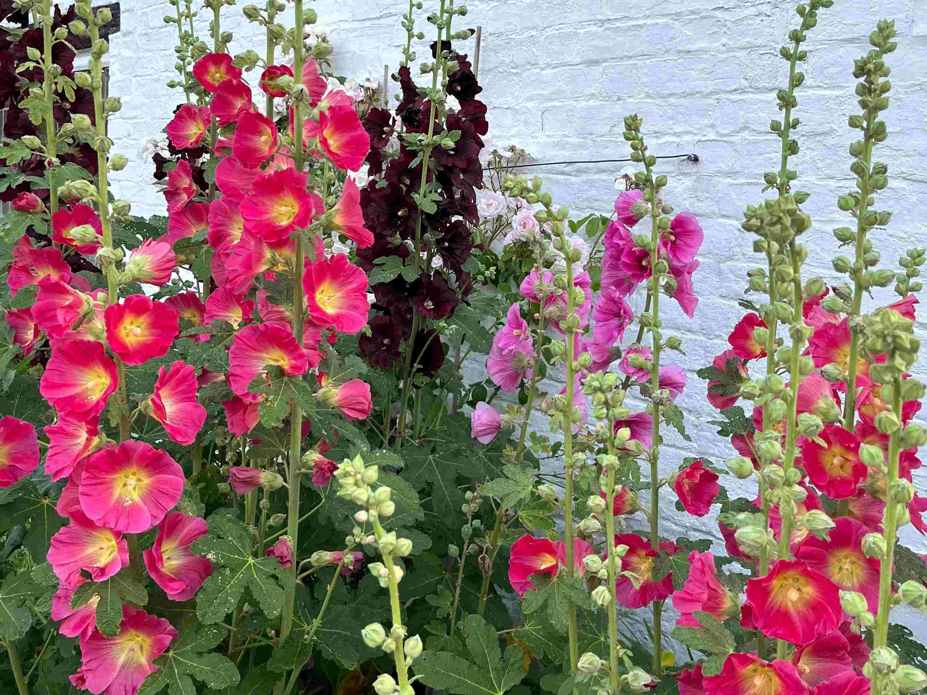 29-facts-about-hollyhock