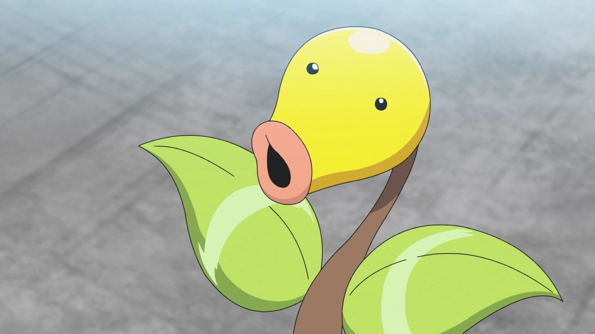 31-facts-about-bellsprout-pokemon