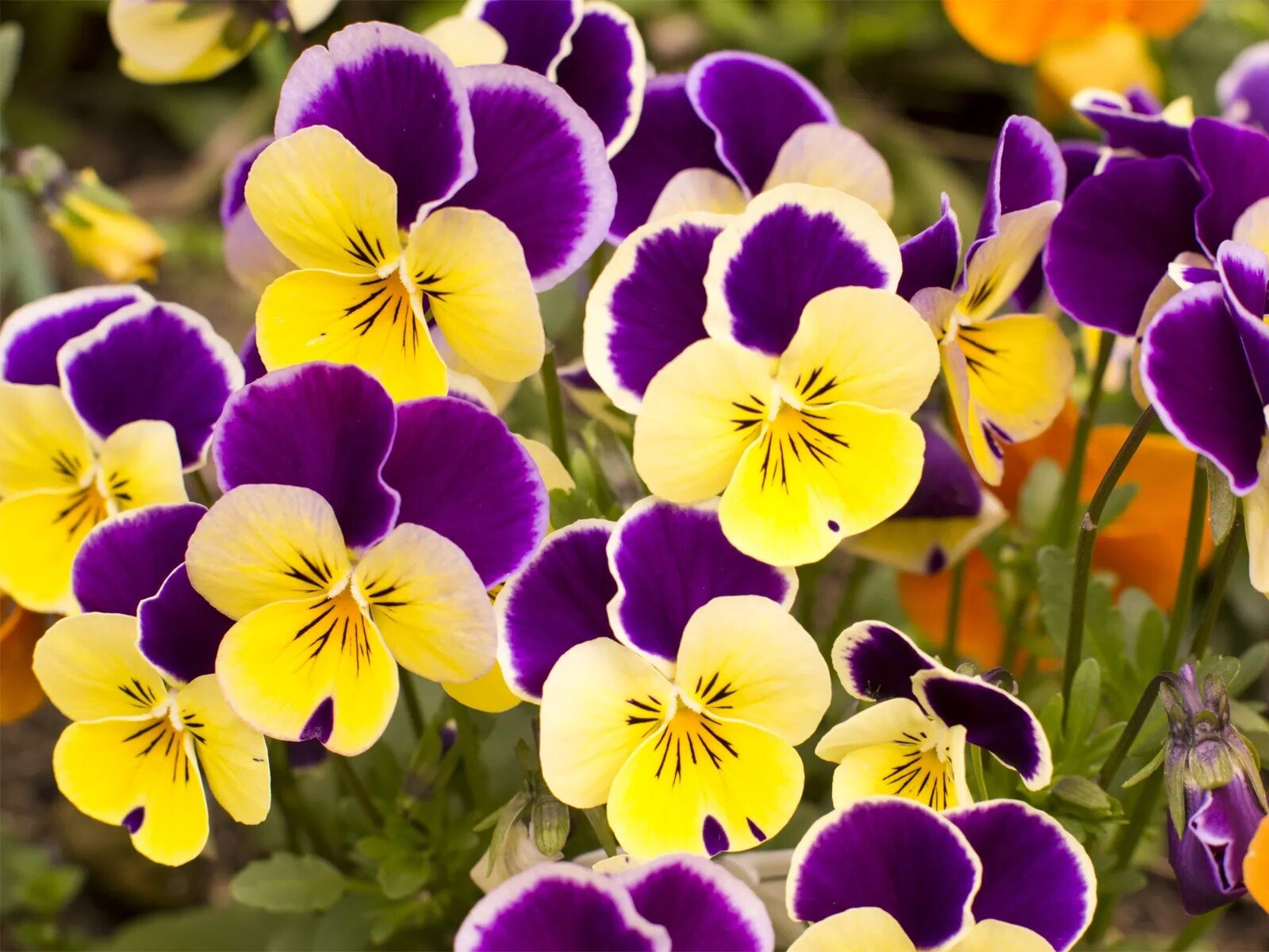 31-facts-about-pansy