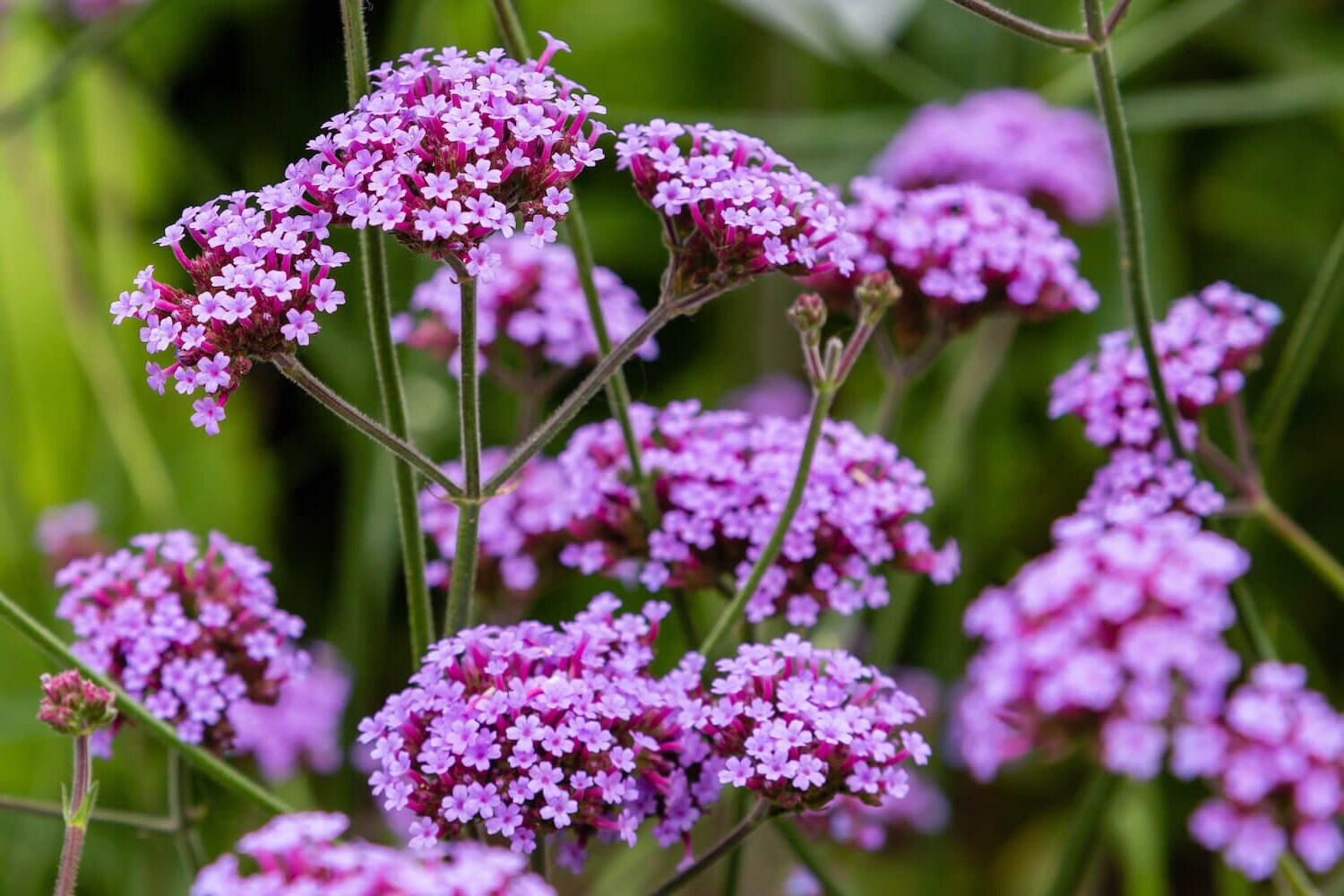 31-facts-about-verbena