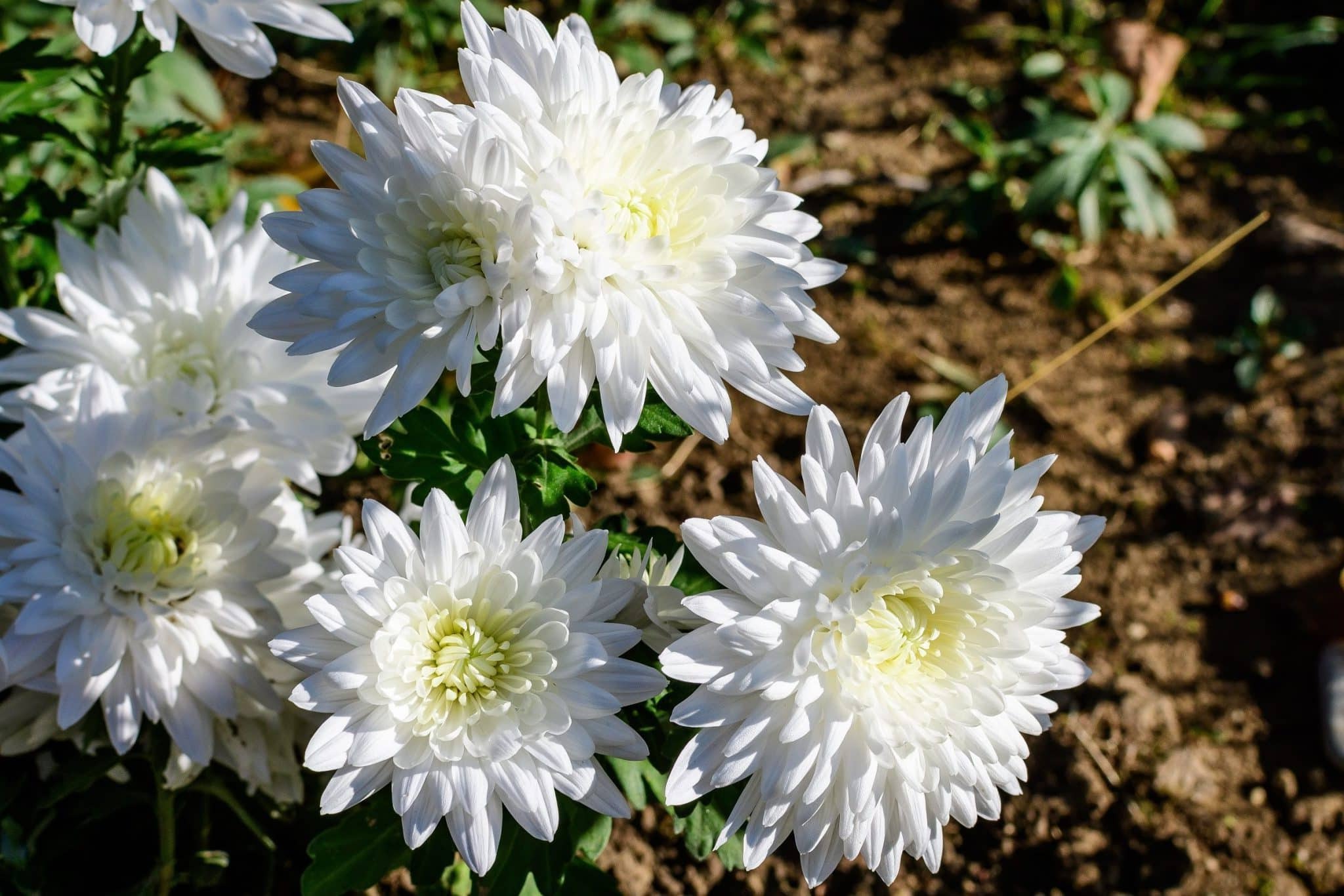 32-facts-about-chrysanthemum