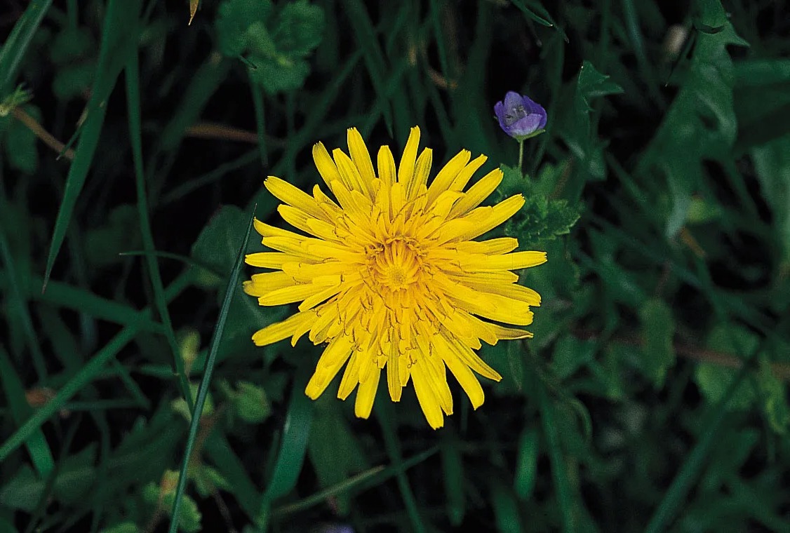 33-facts-about-dandelion