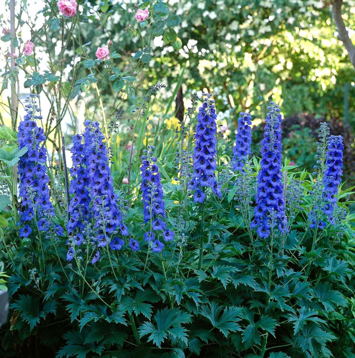 33-facts-about-delphinium