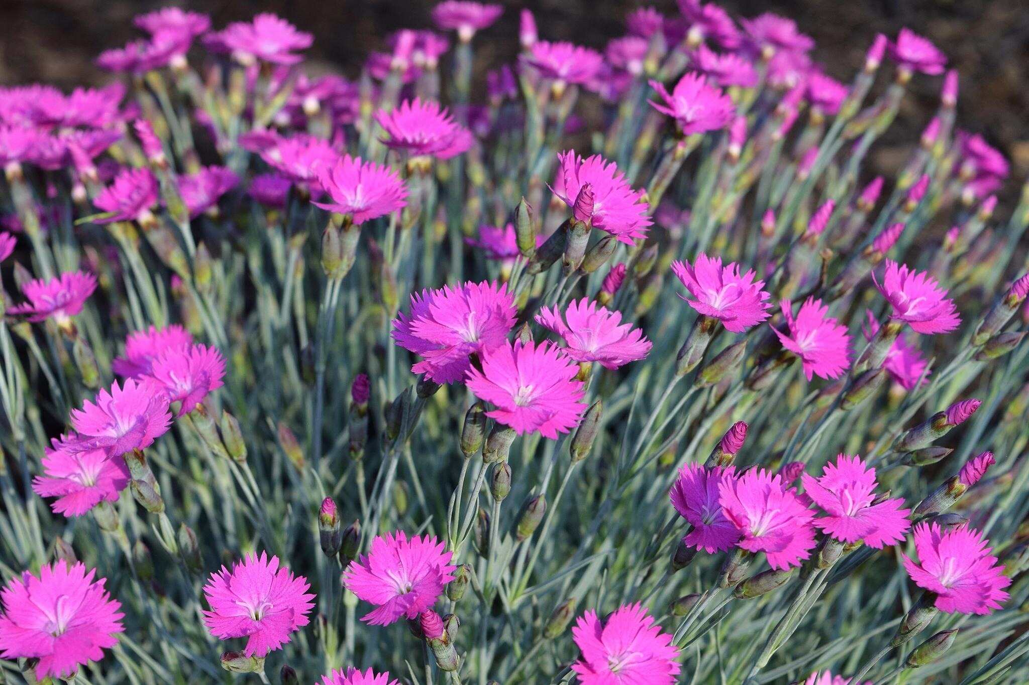 33-facts-about-dianthus