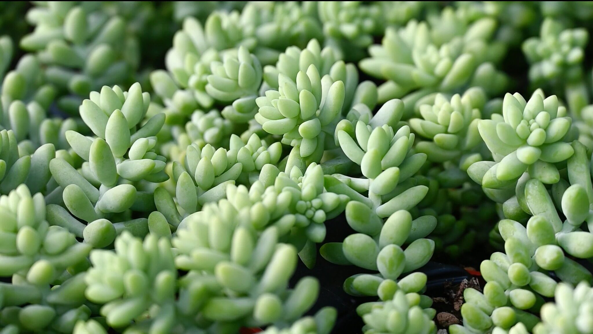 33-facts-about-sedum