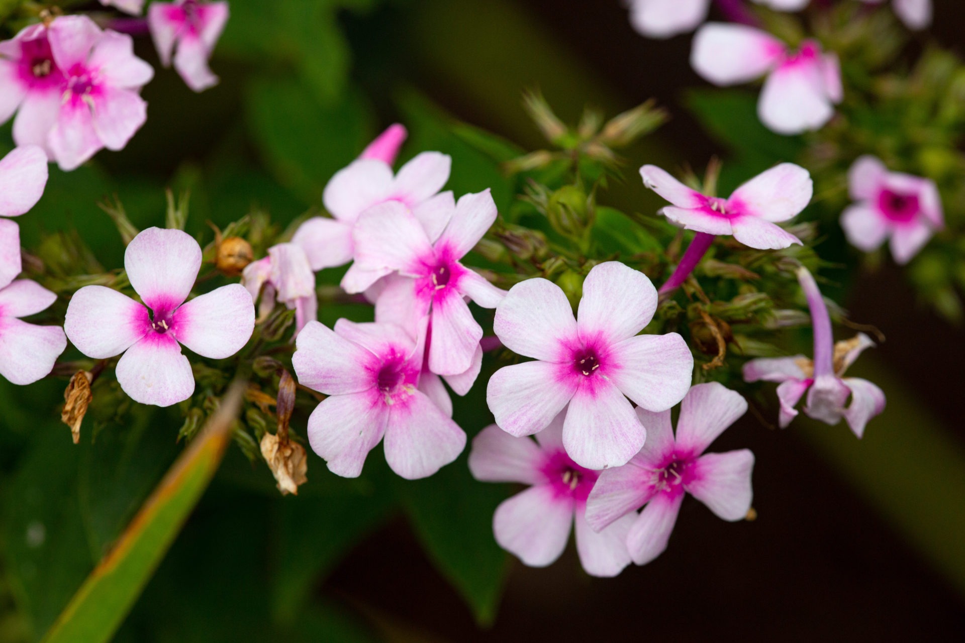 35-facts-about-phlox