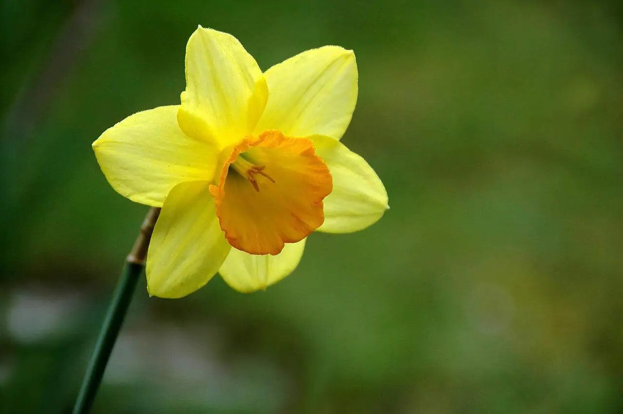 37-facts-about-daffodil