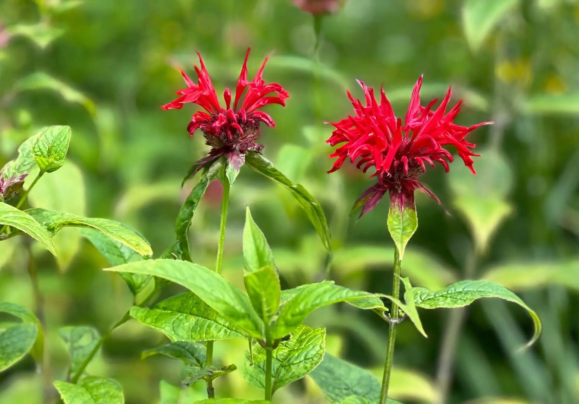 40-facts-about-bee-balm