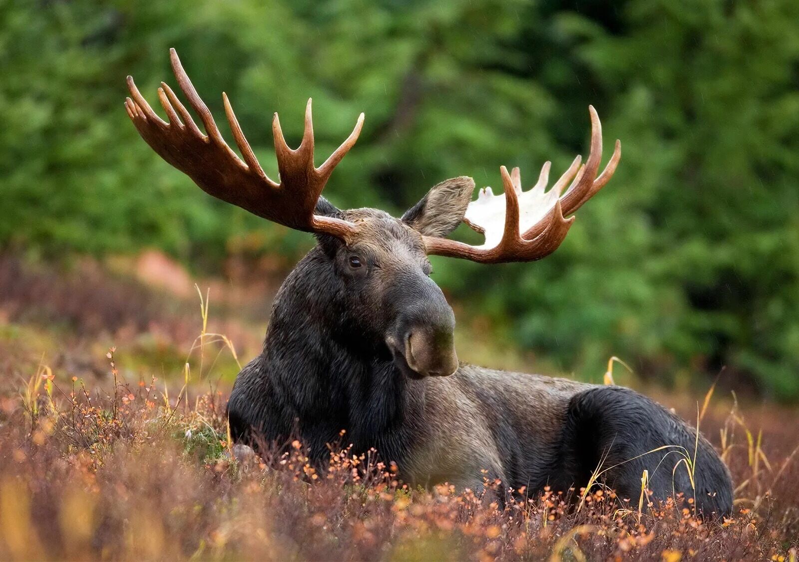 21-facts-about-moose