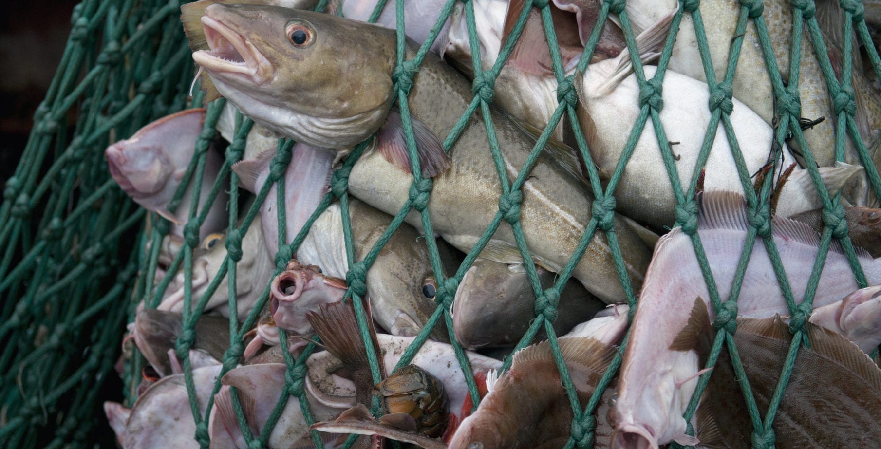 21-facts-about-overfishing