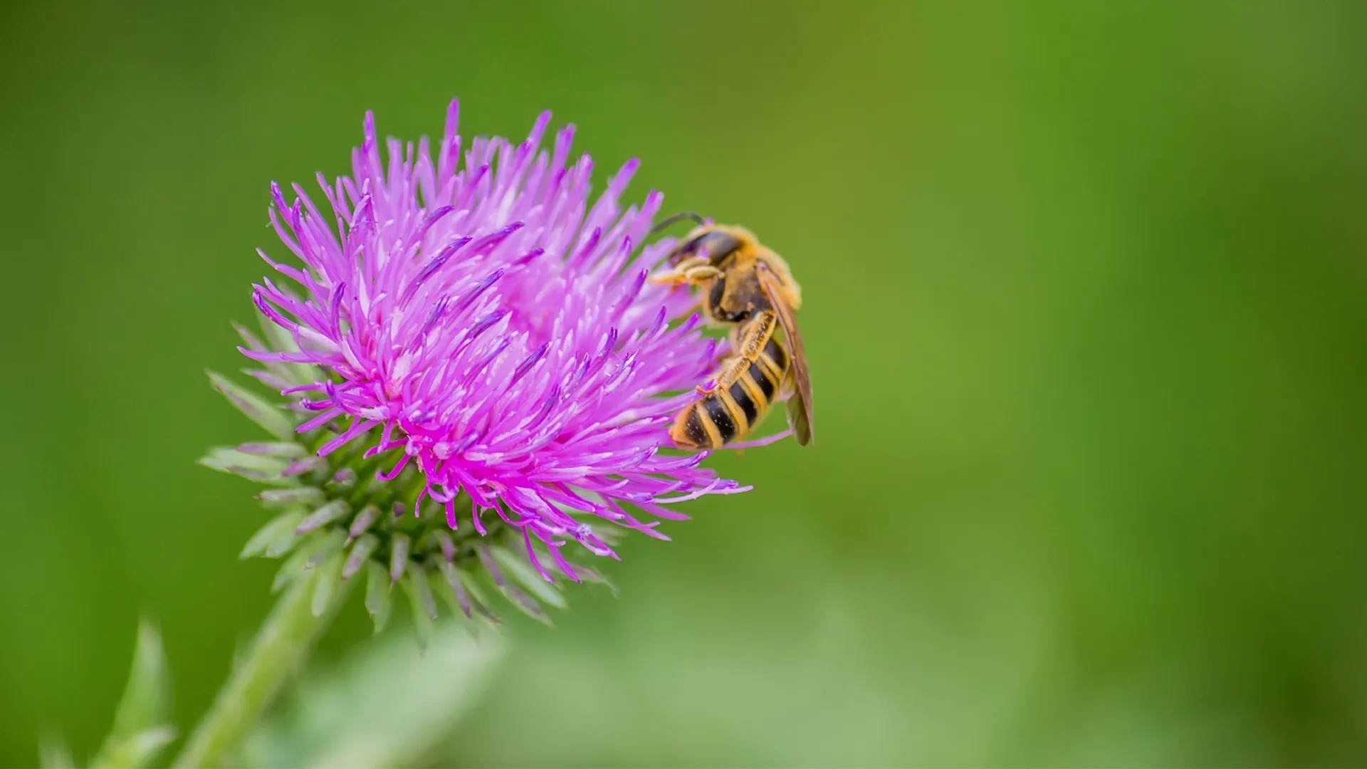 21-facts-about-pollinator-attraction