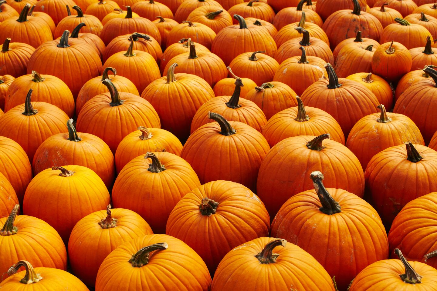 21-facts-about-pumpkins