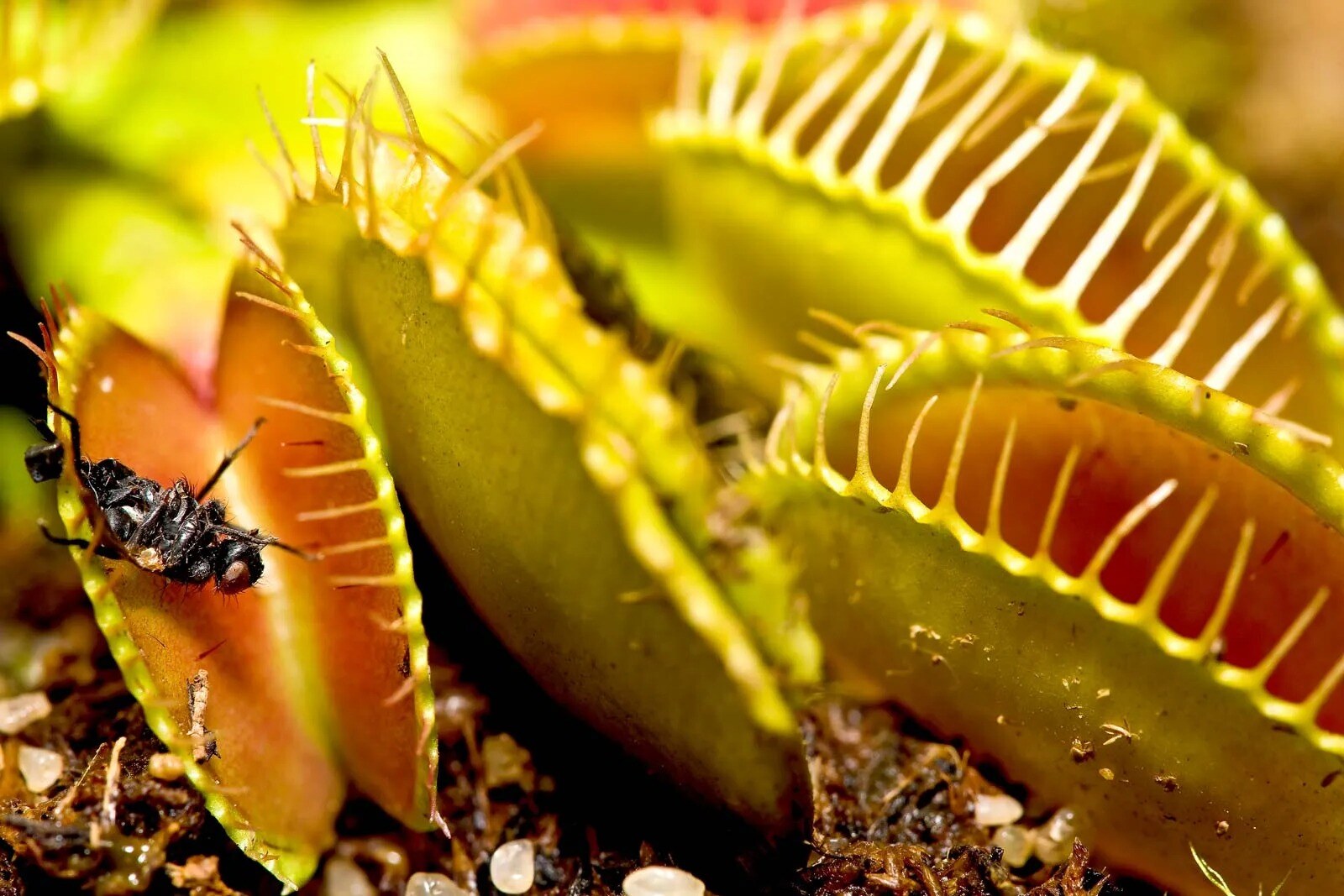 21-facts-about-venus-flytraps