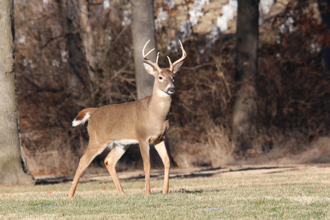 21-facts-about-white-tailed-deer