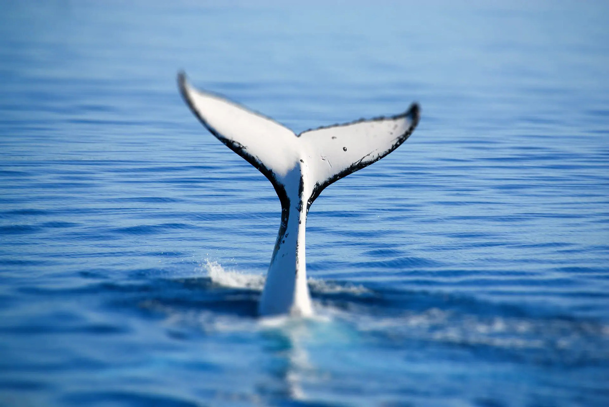 22-facts-about-whale-watching