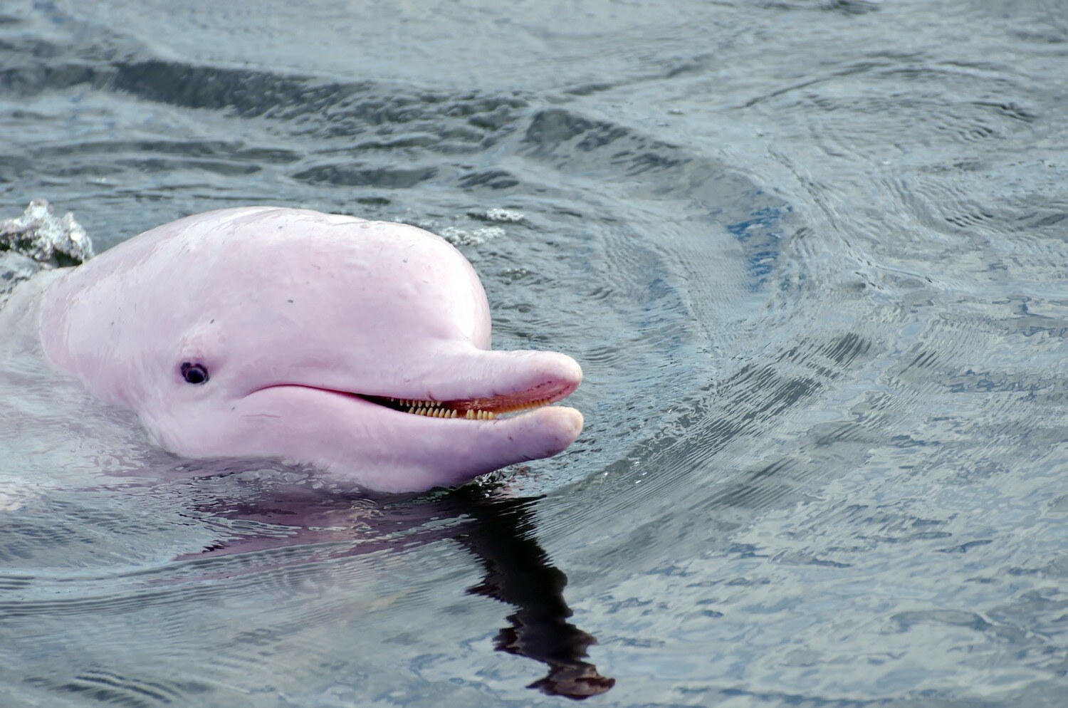 24-facts-about-pink-river-dolphins