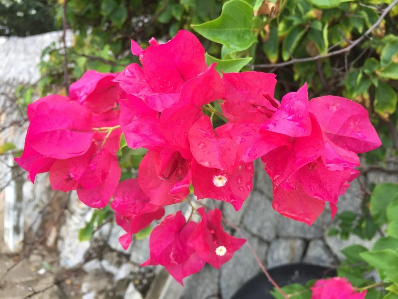 25-facts-about-bougainvillea