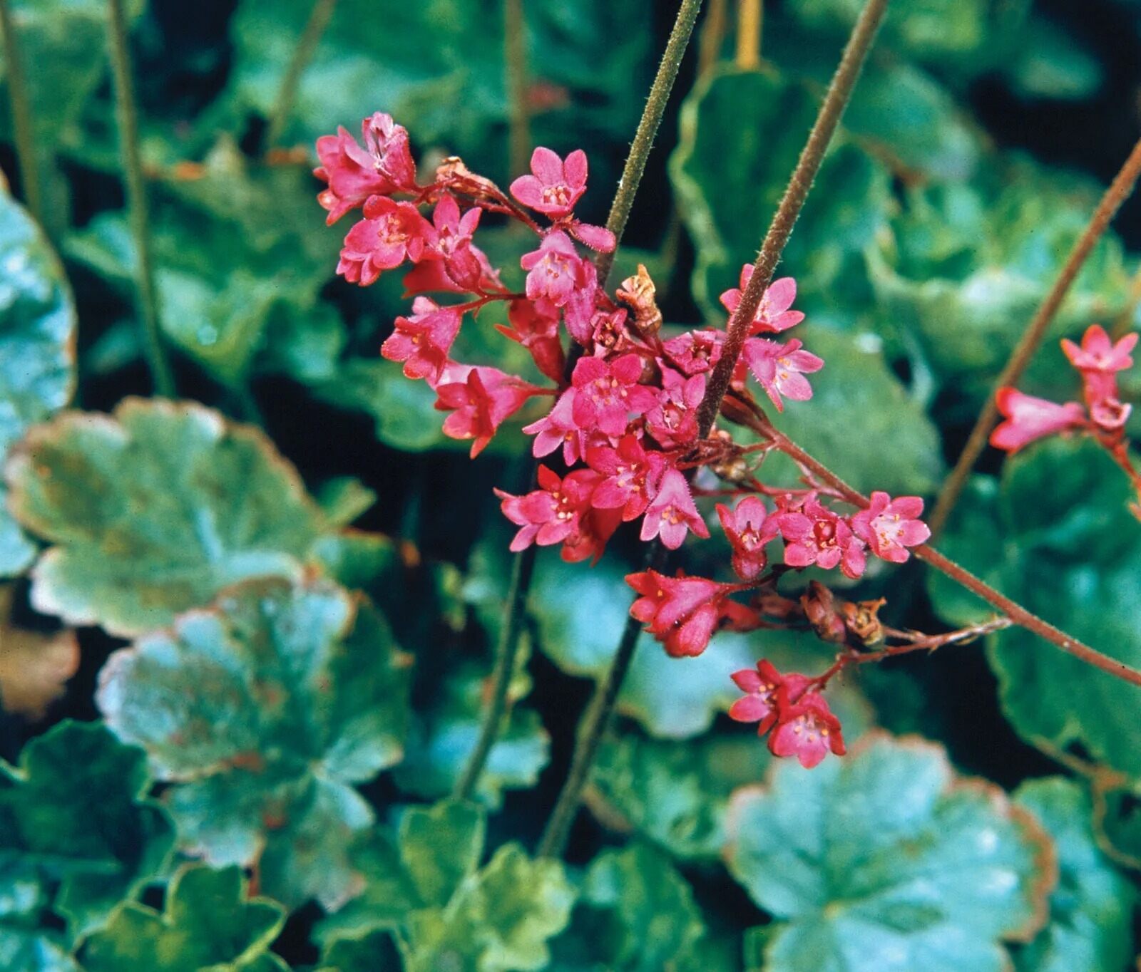 25-facts-about-coral-bells