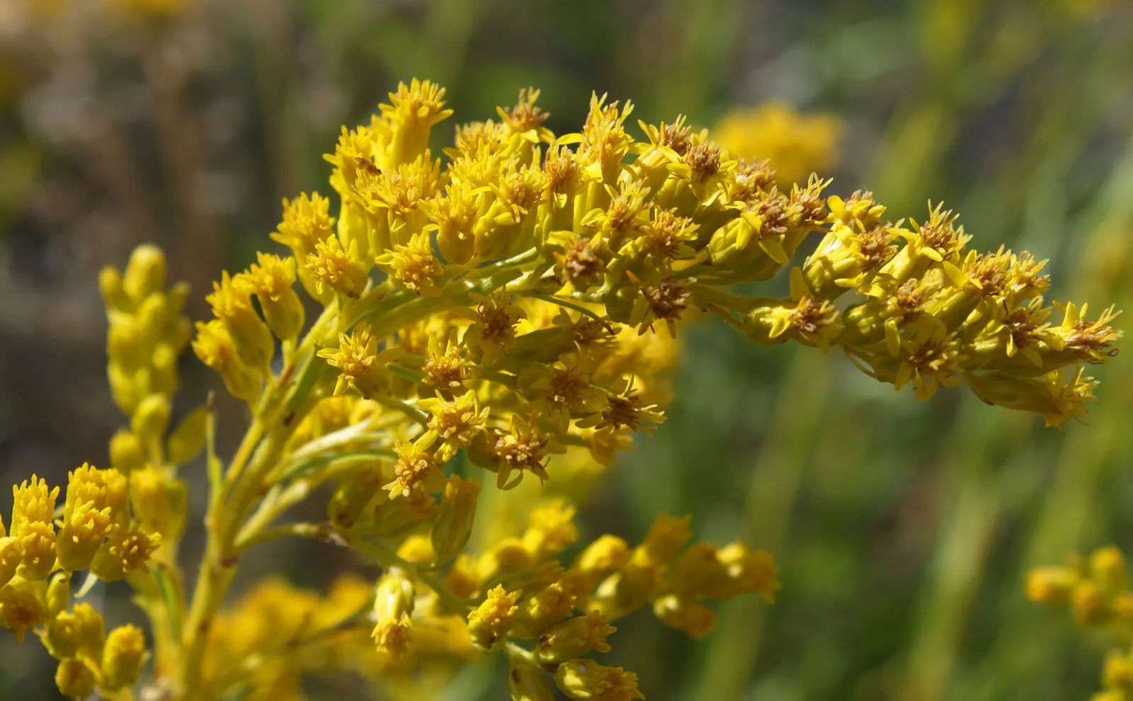 25-facts-about-goldenrod