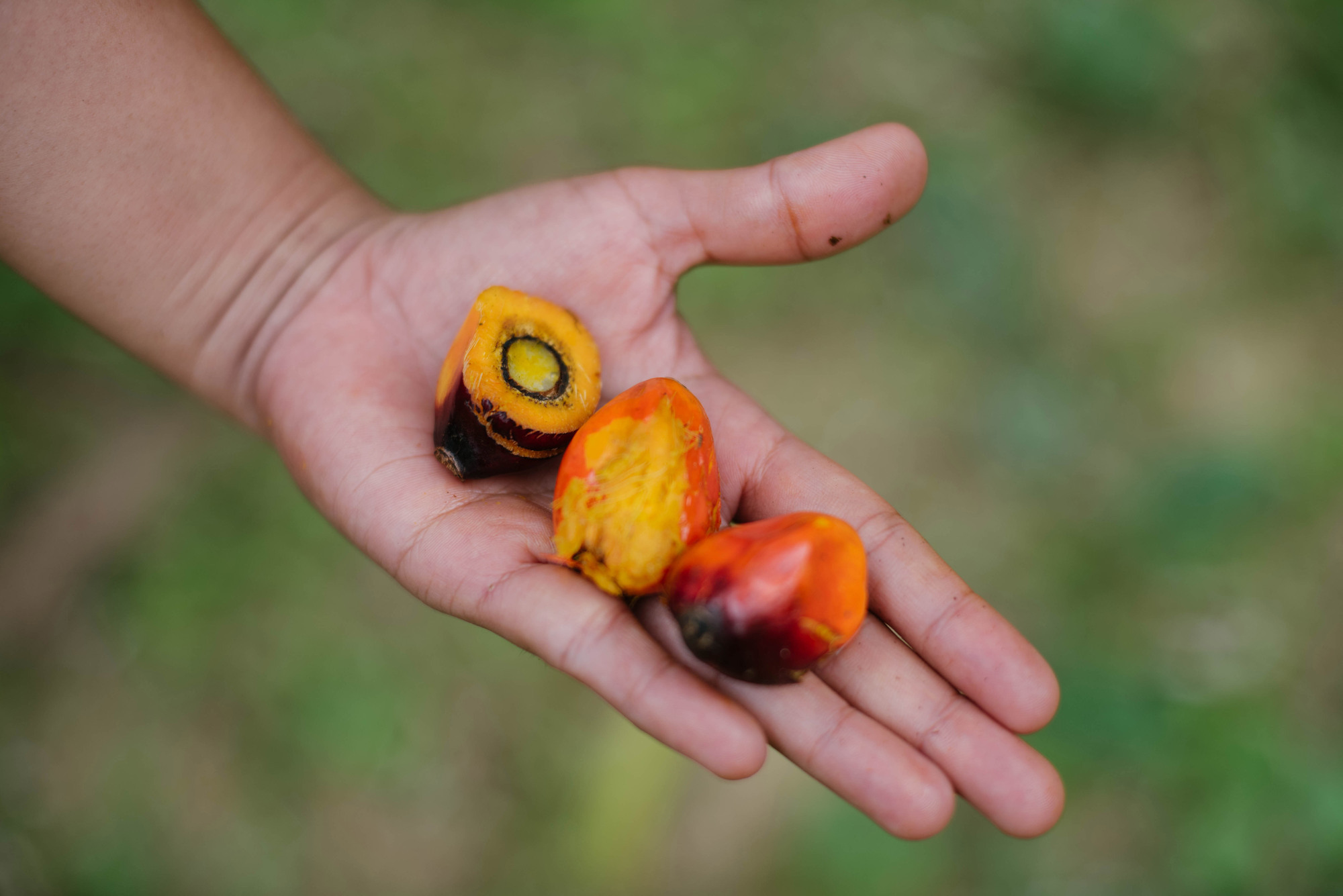 25-facts-about-palm-oil