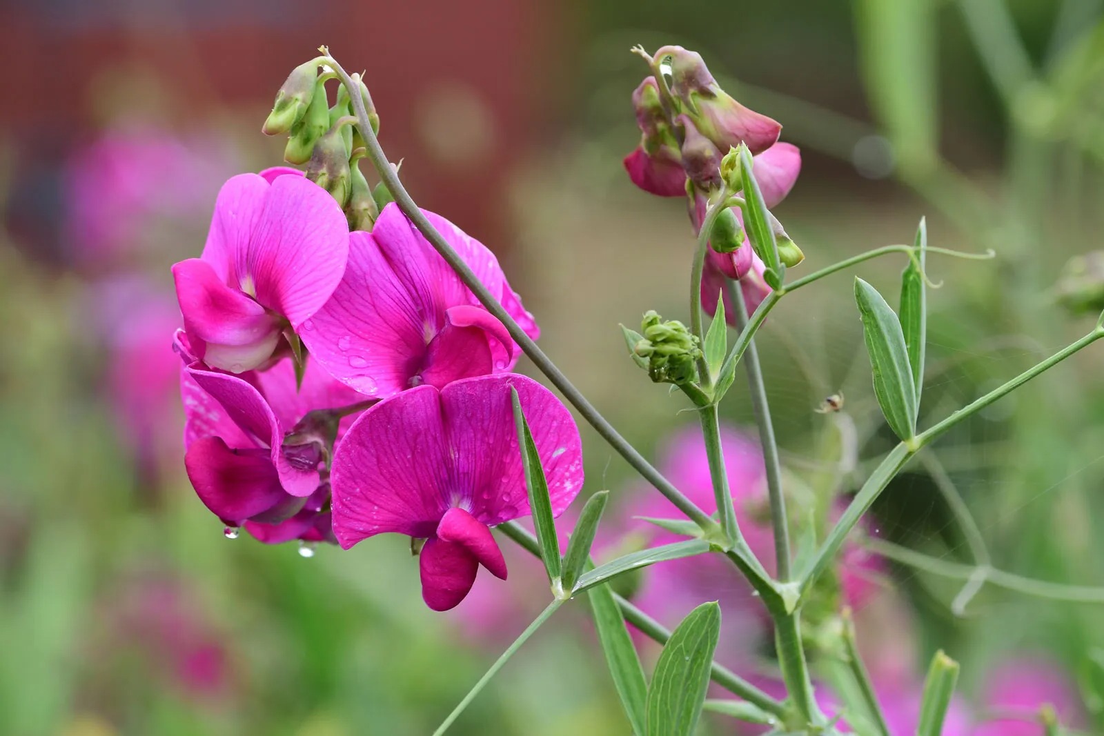 25-facts-about-sweet-pea