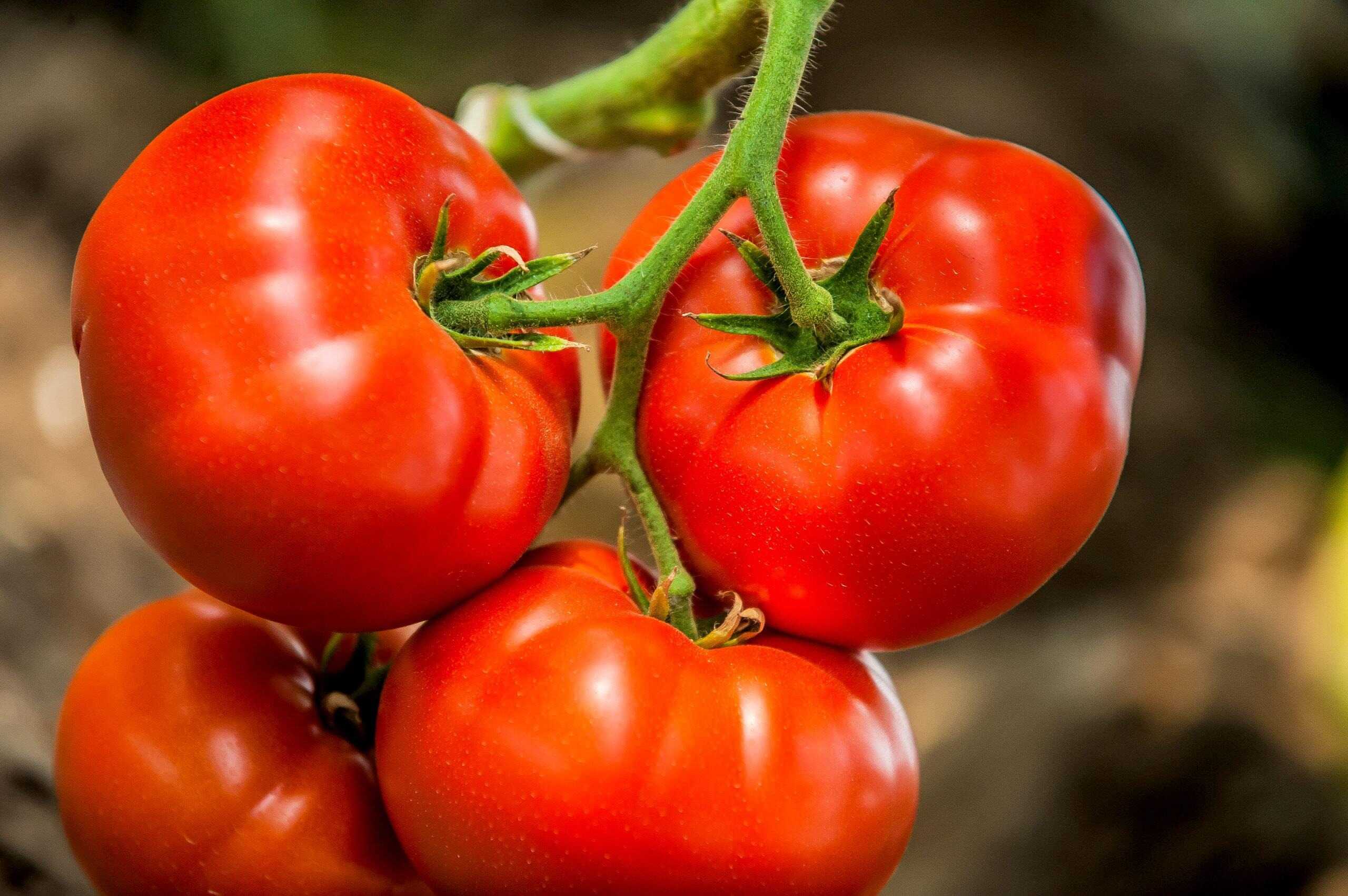 25-facts-about-tomatoes