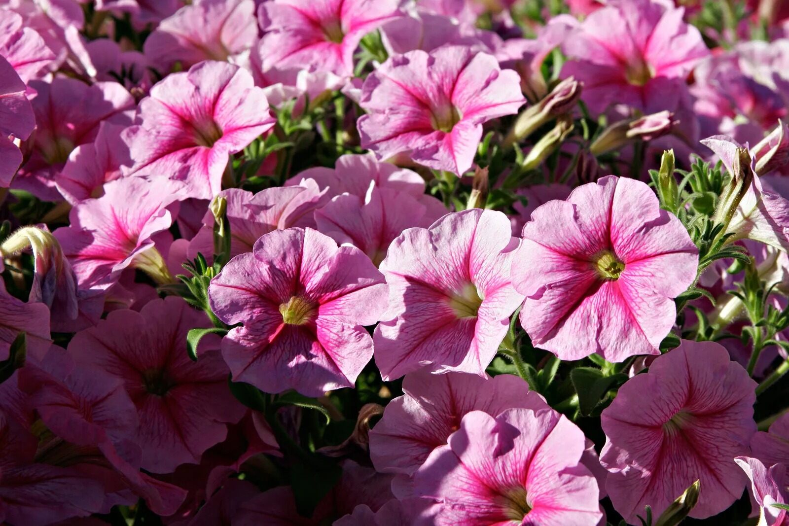 26-facts-about-petunia