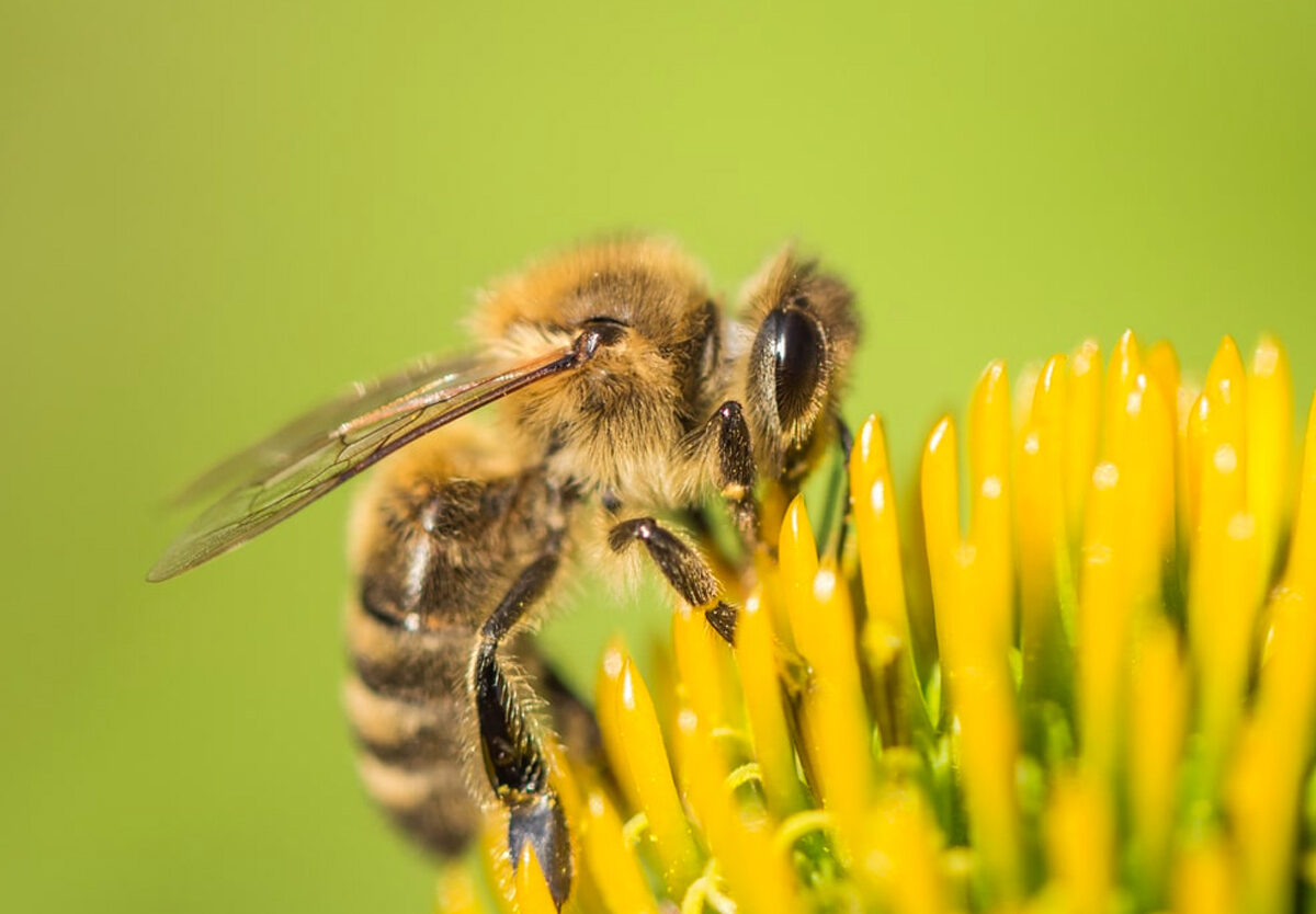 26-facts-about-pollination