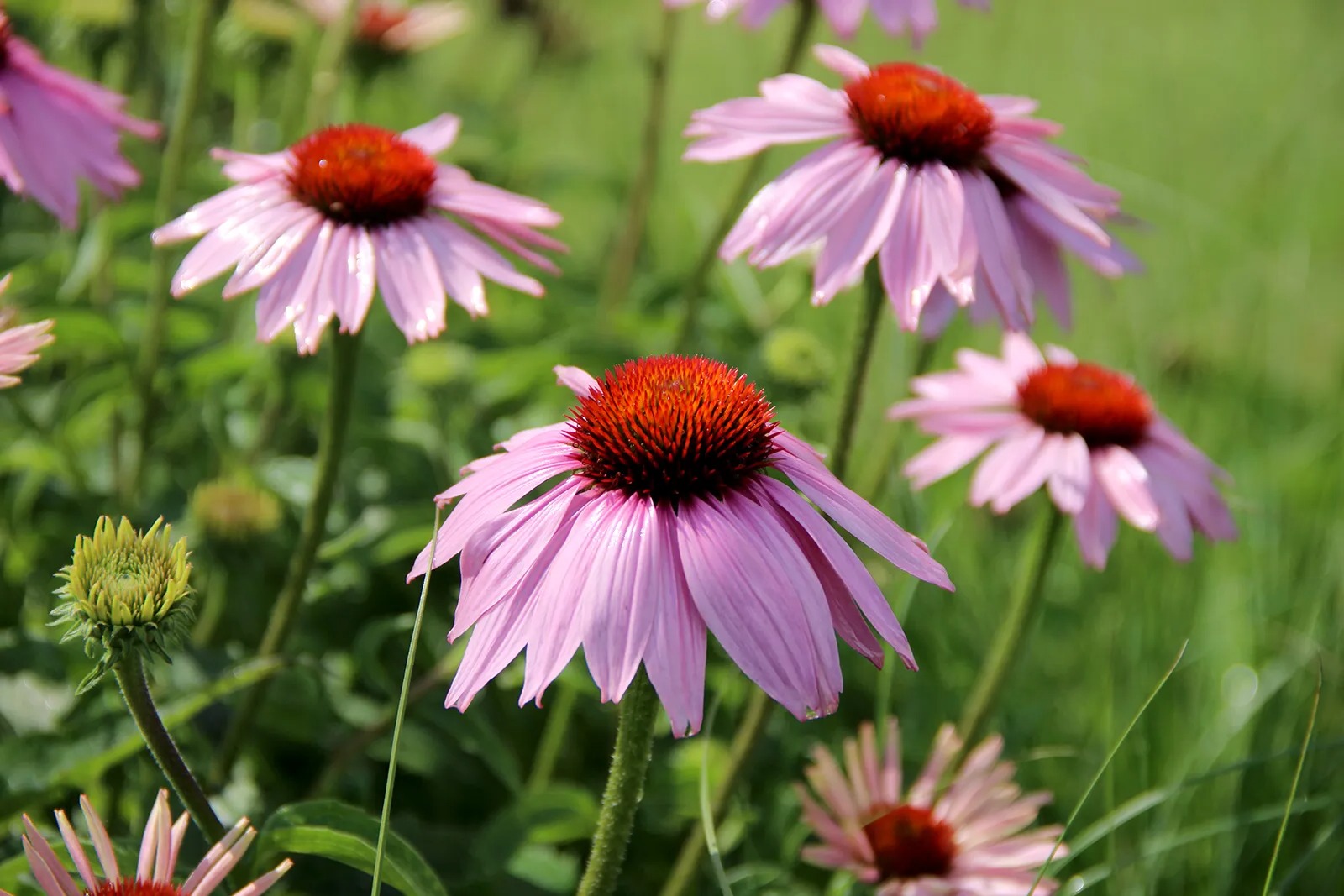 27-facts-about-coneflower