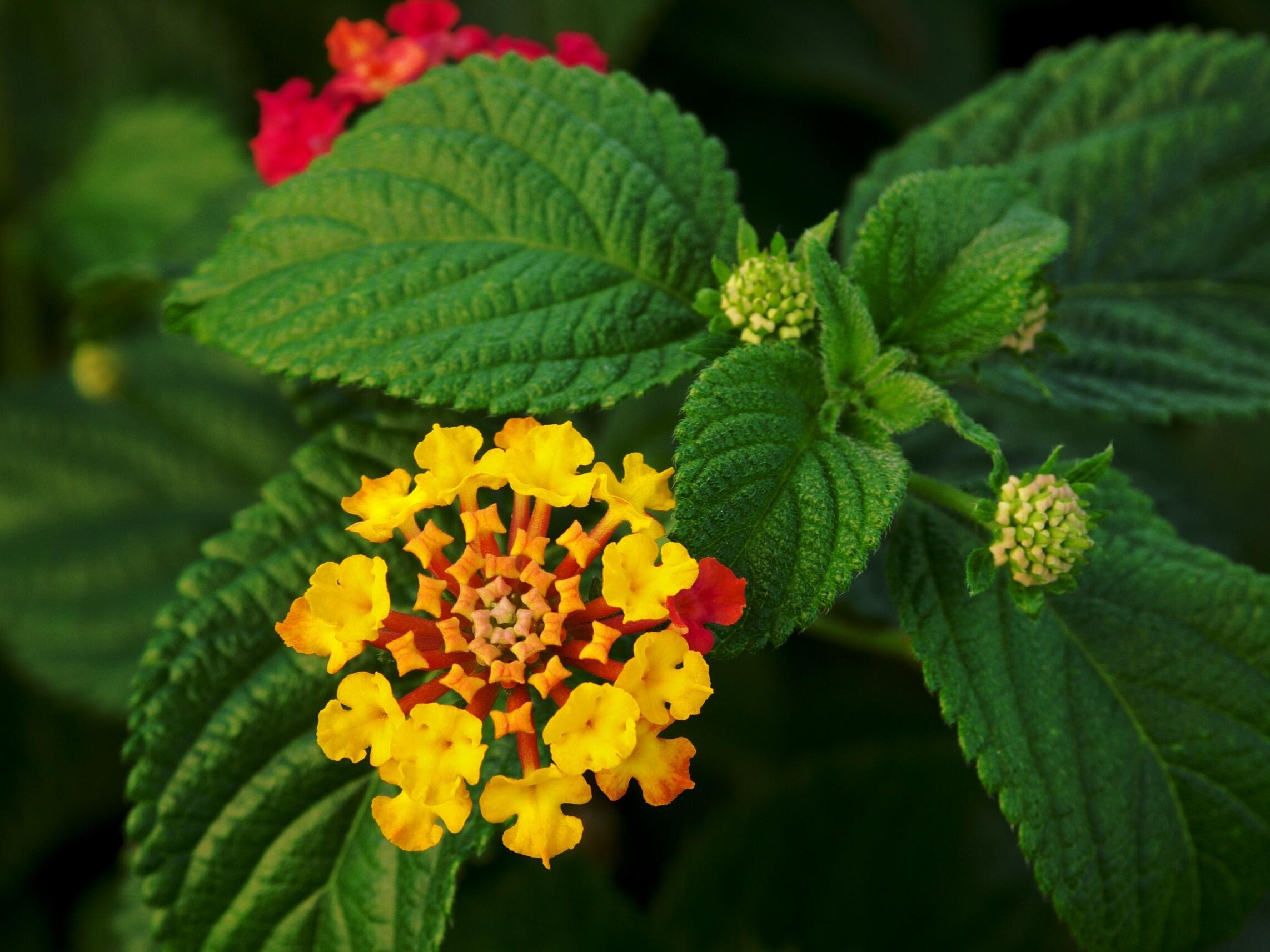 28-facts-about-lantana