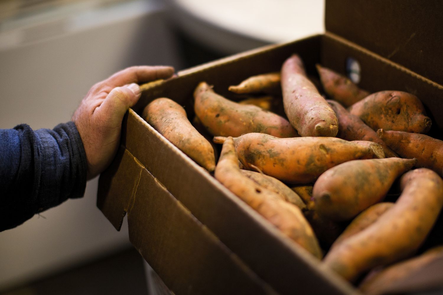 28-facts-about-sweet-potatoes