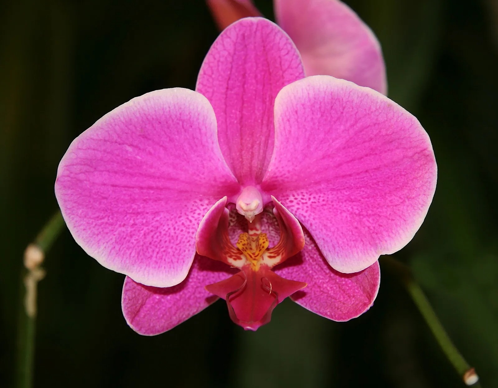 29-facts-about-orchid