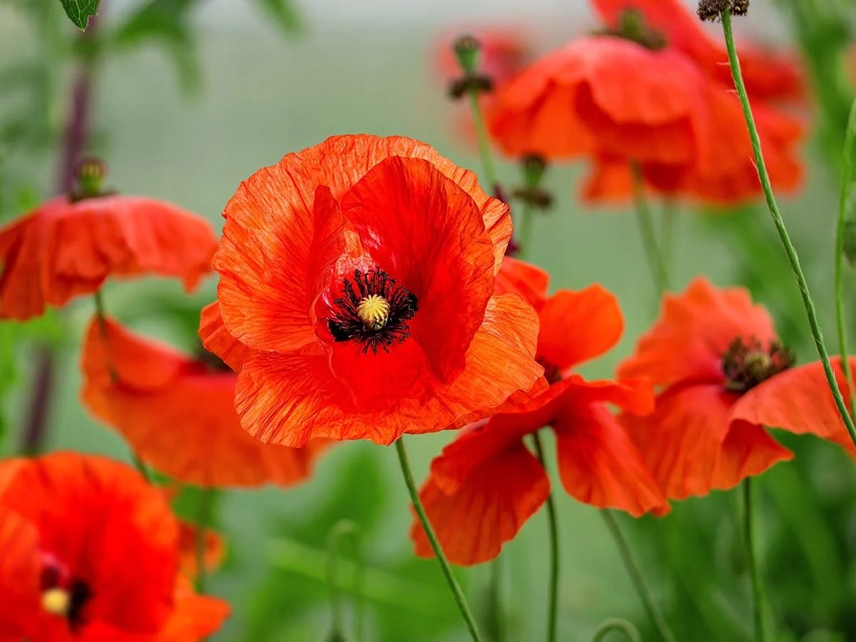 29-facts-about-poppy