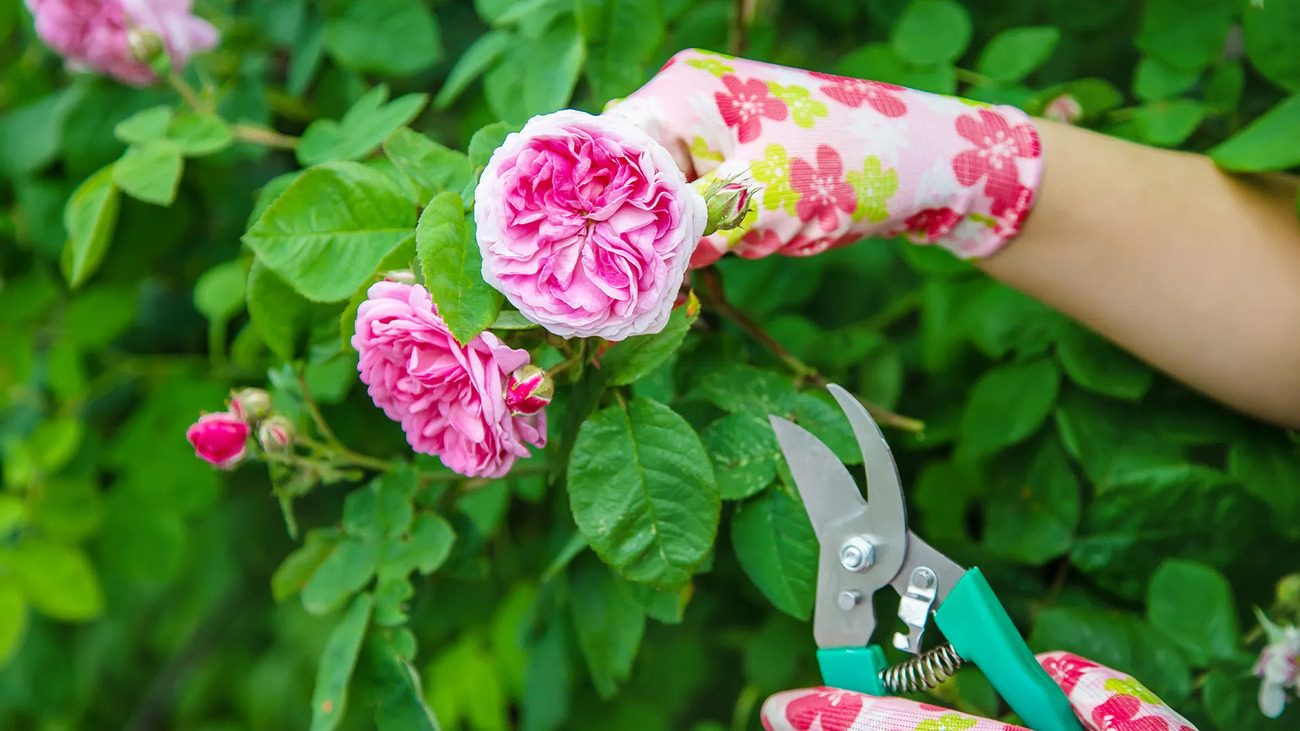 29-facts-about-pruning