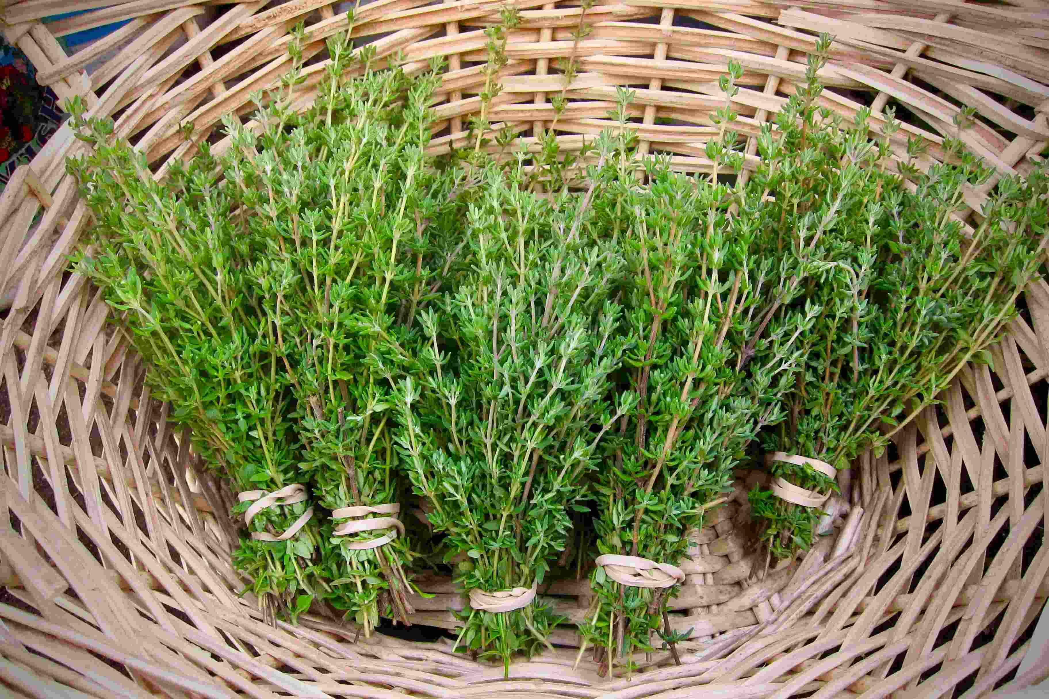 29-facts-about-thyme