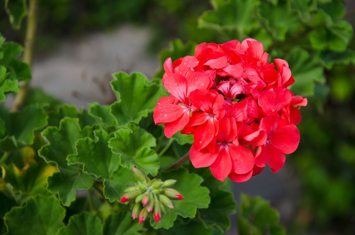 30-facts-about-geranium