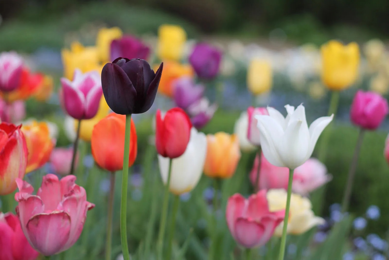 30-facts-about-tulip