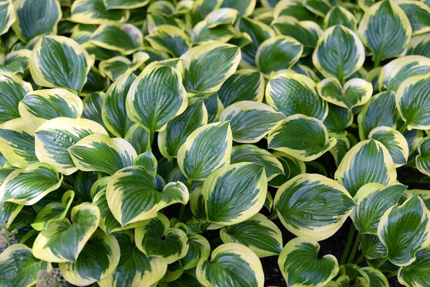 31-facts-about-hosta