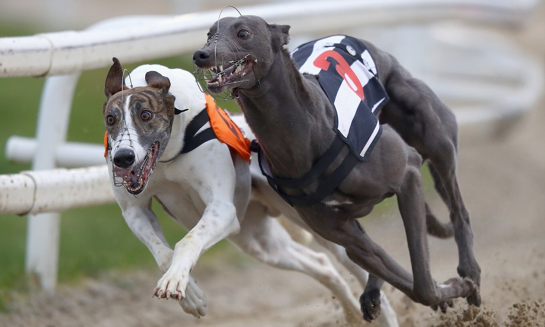 32-facts-about-greyhound-racing